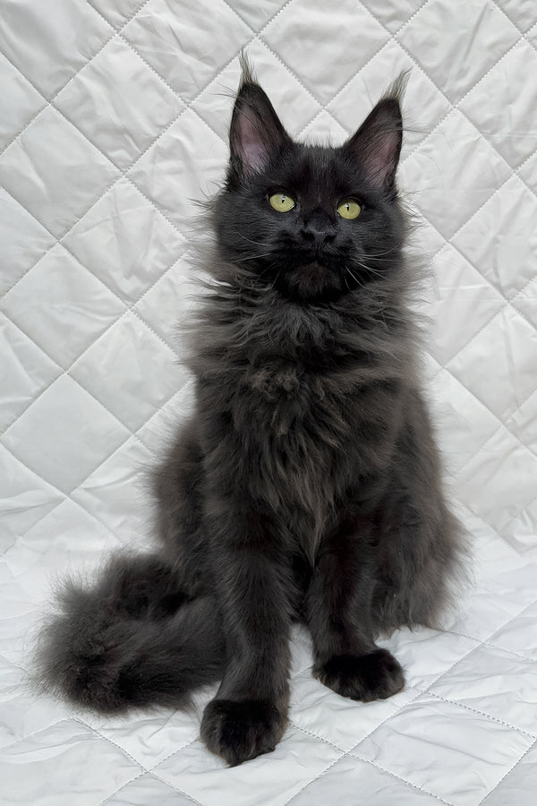 Flash | Maine Coon Kitten