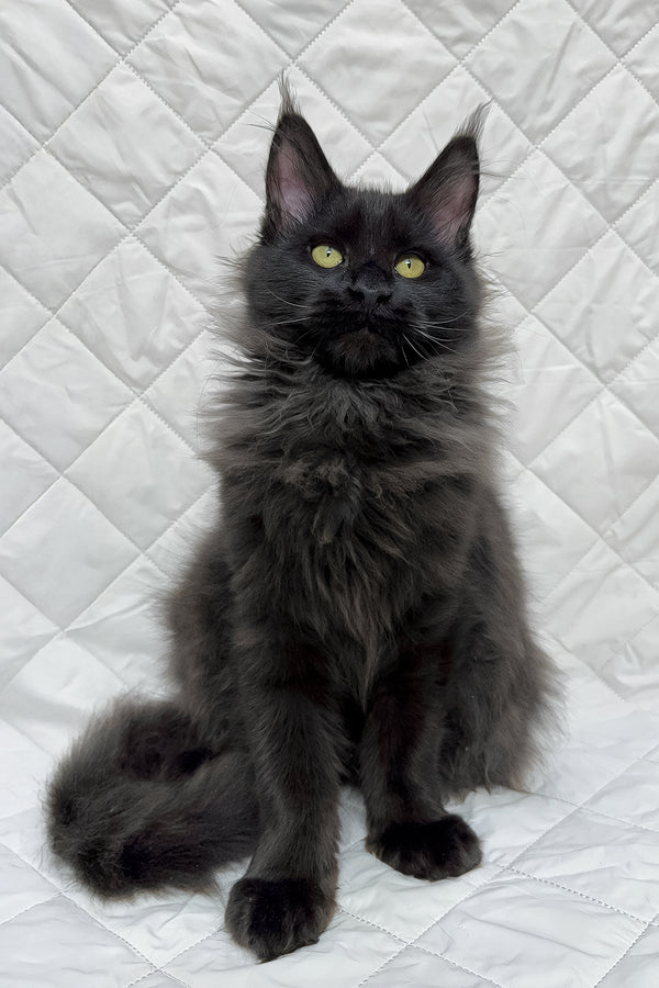 Flash | Maine Coon Kitten