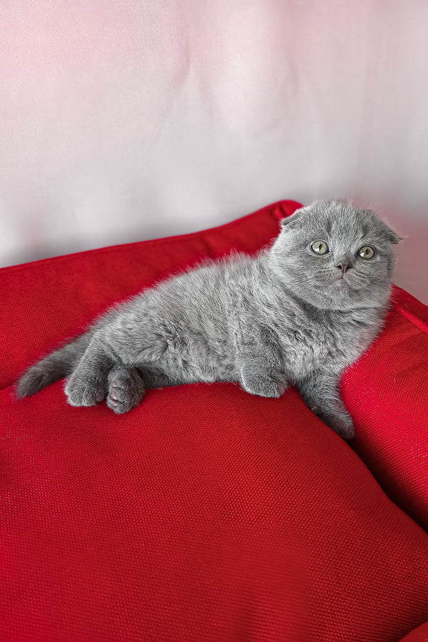 Fleur | Scottish Fold Kitten