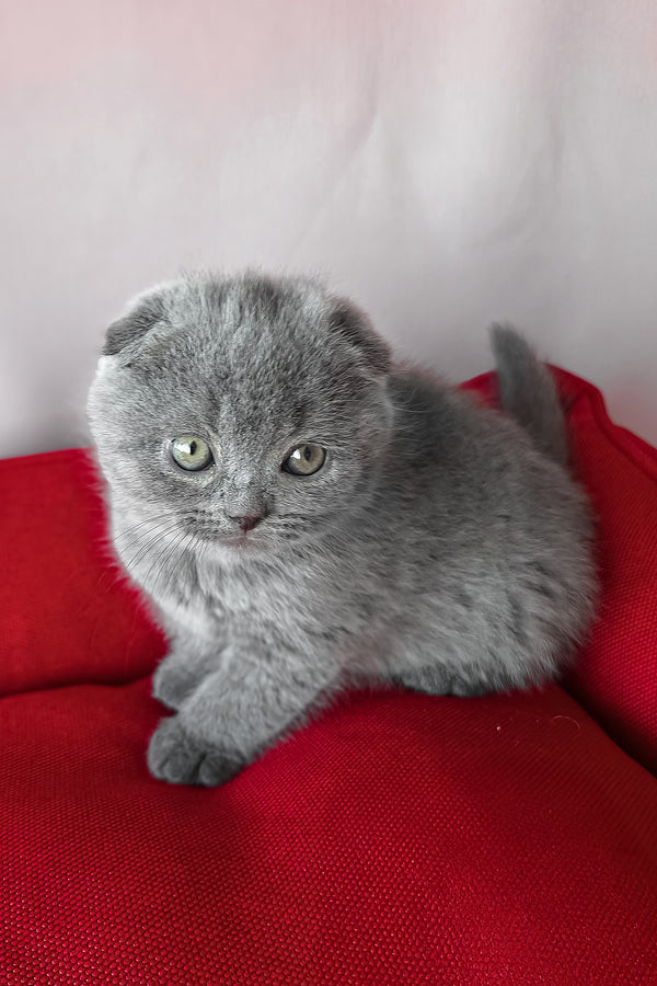 Fleur | Scottish Fold Kitten