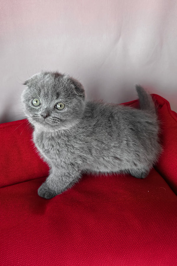 Fleur | Scottish Fold Kitten
