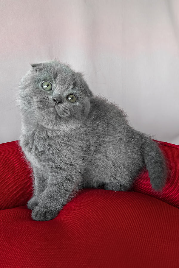 Fleur | Scottish Fold Kitten