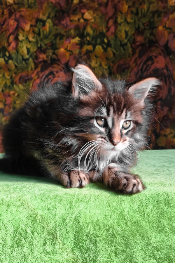 Flora | Maine Coon Kitten