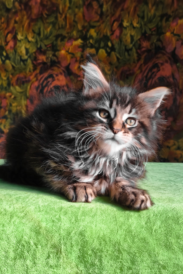 Flora | Maine Coon Kitten
