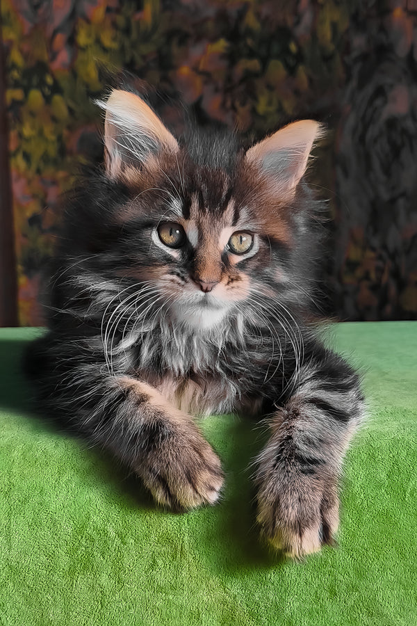 Flora | Maine Coon Kitten