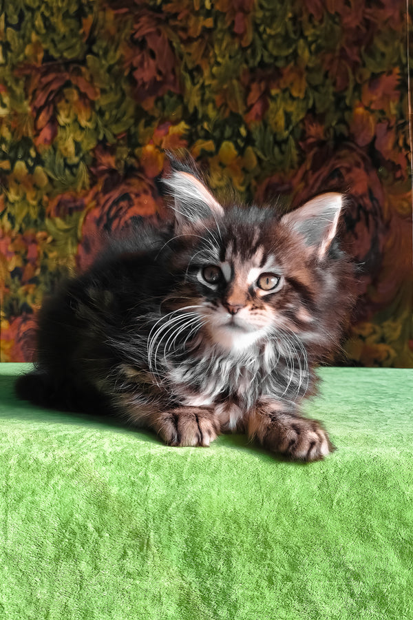 Flora | Maine Coon Kitten