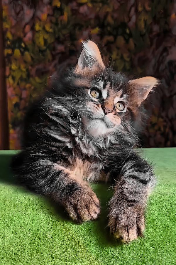 Flora | Maine Coon Kitten
