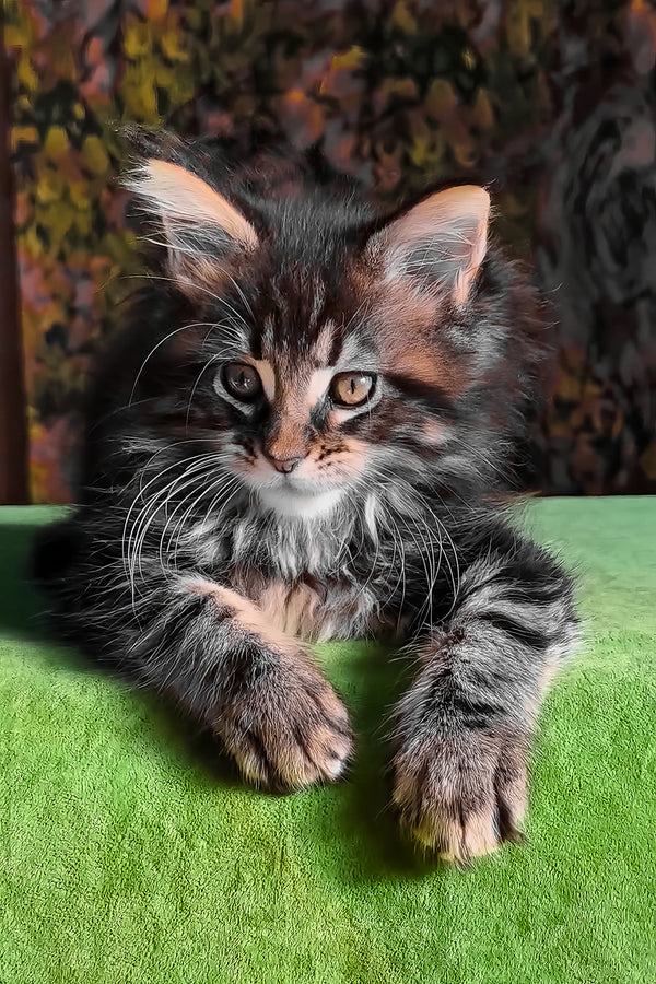 Flora | Maine Coon Kitten