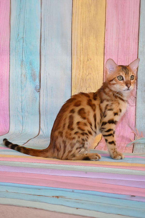 Florencia | Bengal Kitten