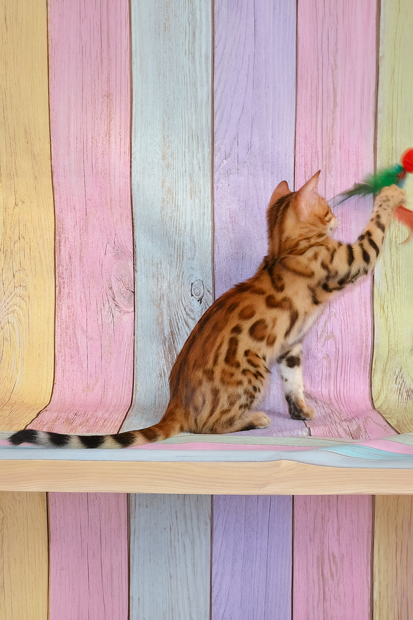 Florencia | Bengal Kitten