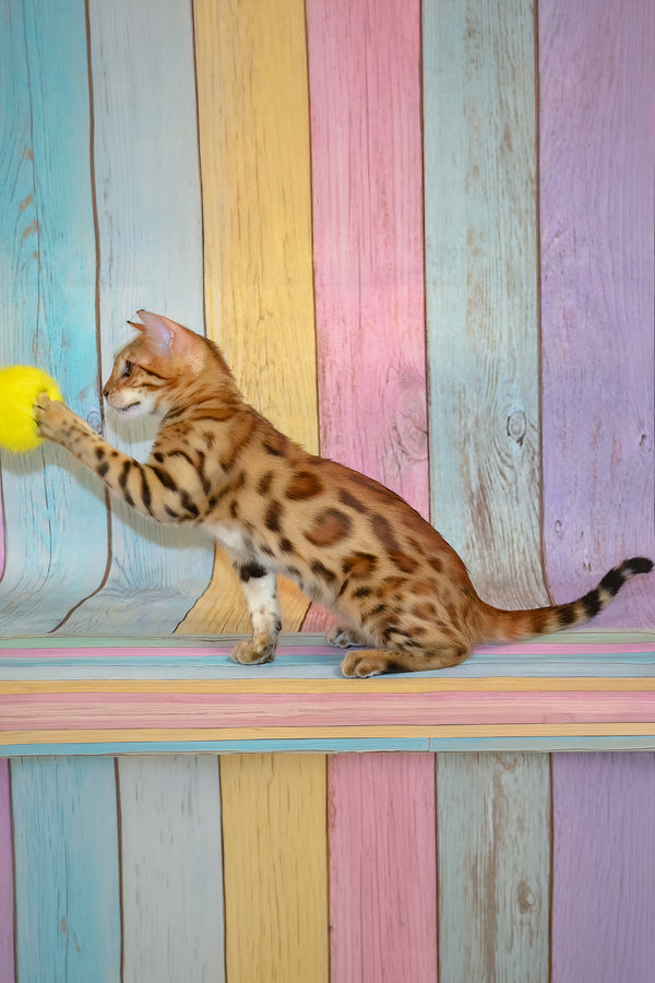 Florencia | Bengal Kitten