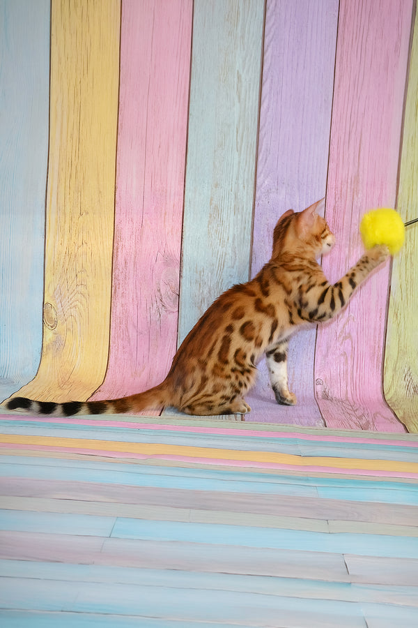 Florencia | Bengal Kitten