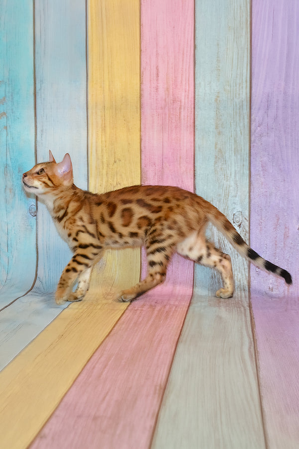 Florencia | Bengal Kitten