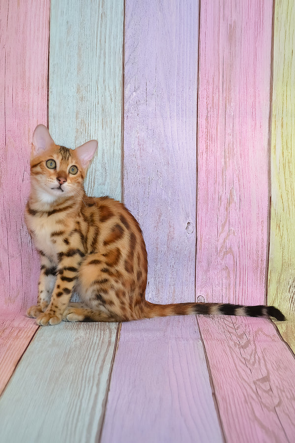 Florencia | Bengal Kitten