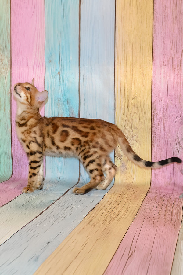 Florencia | Bengal Kitten
