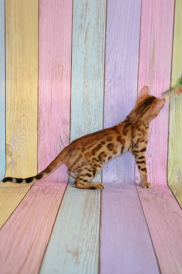 Florencia | Bengal Kitten
