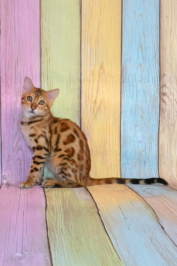 Florencia | Bengal Kitten