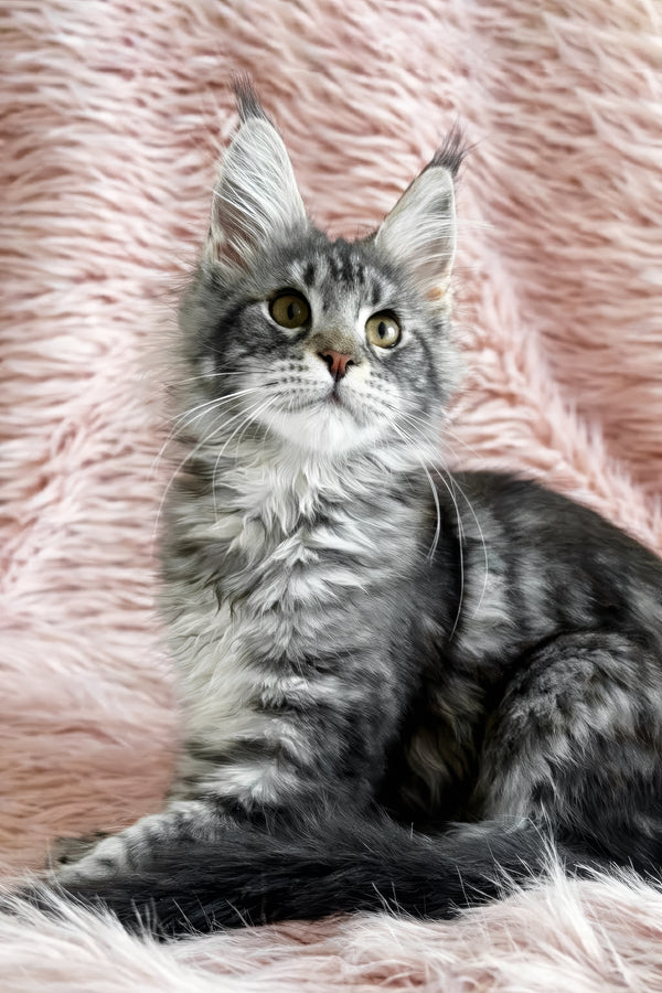Florens | Maine Coon Kitten