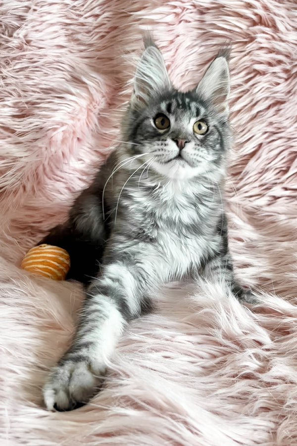 Florens | Maine Coon Kitten