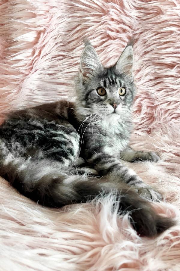 Florens | Maine Coon Kitten