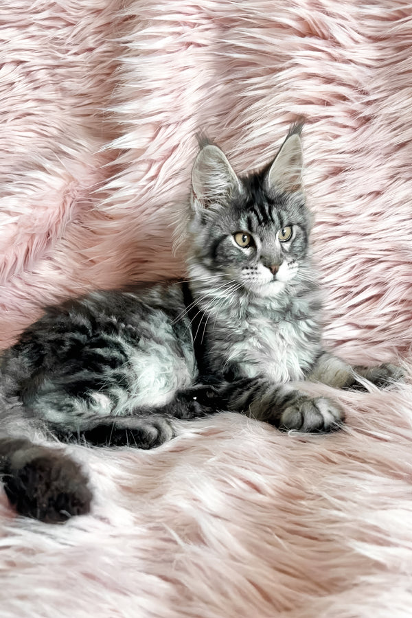 Florens | Maine Coon Kitten