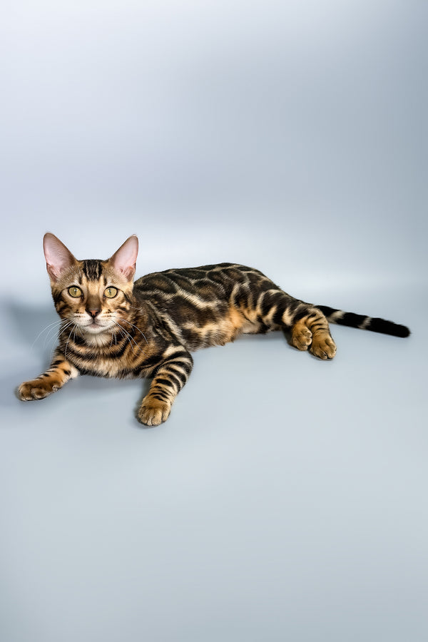 Floyd | Bengal Kitten