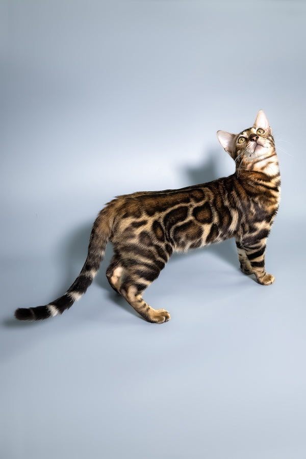 Floyd | Bengal Kitten