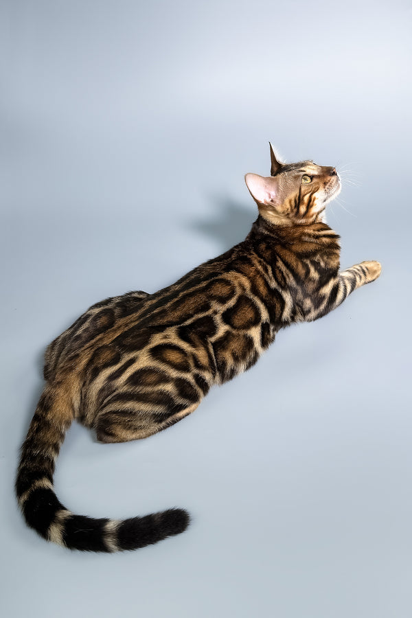 Floyd | Bengal Kitten