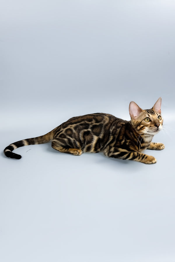 Floyd | Bengal Kitten
