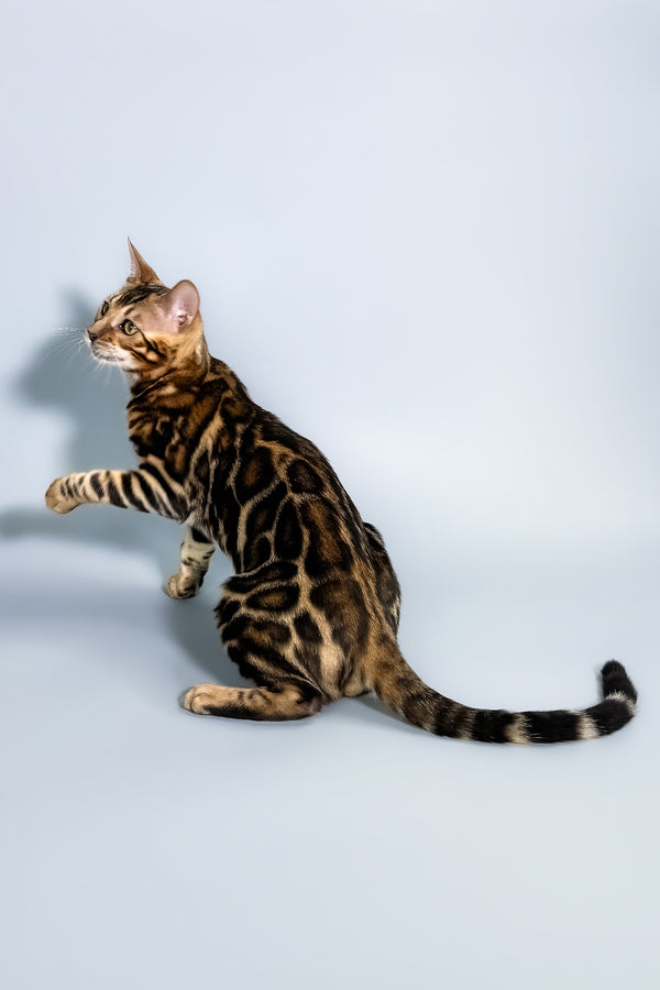 Floyd | Bengal Kitten