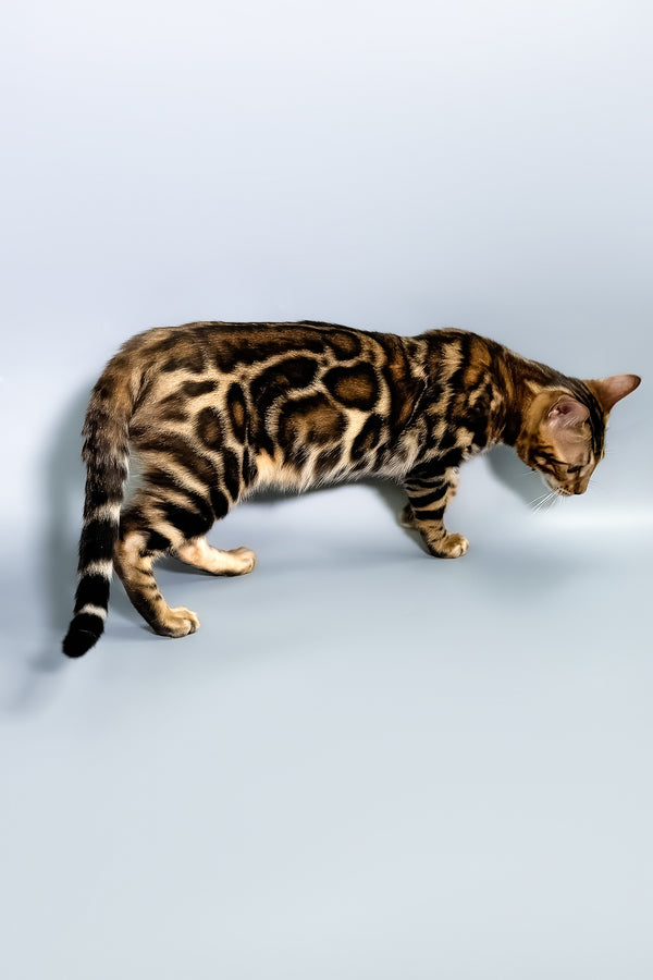 Floyd | Bengal Kitten