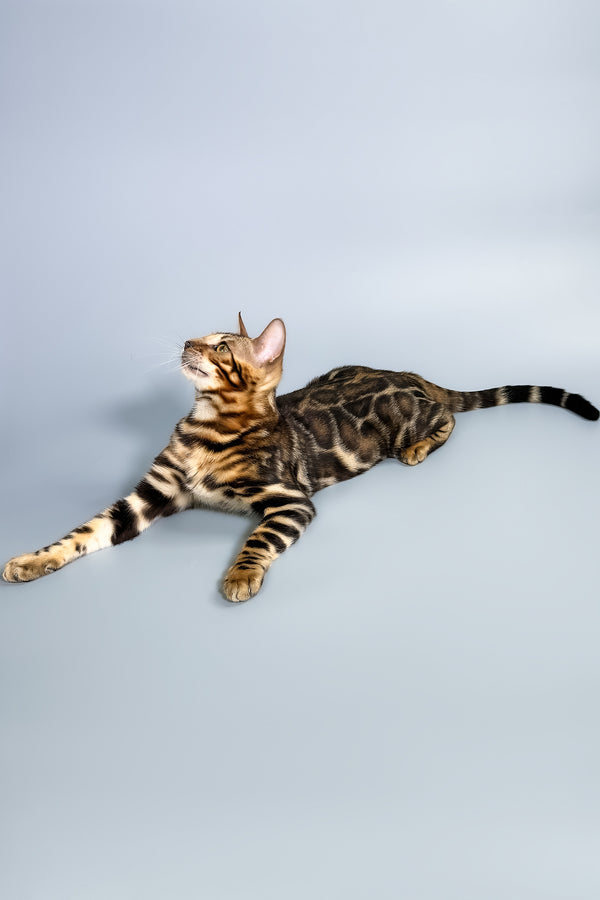 Floyd | Bengal Kitten