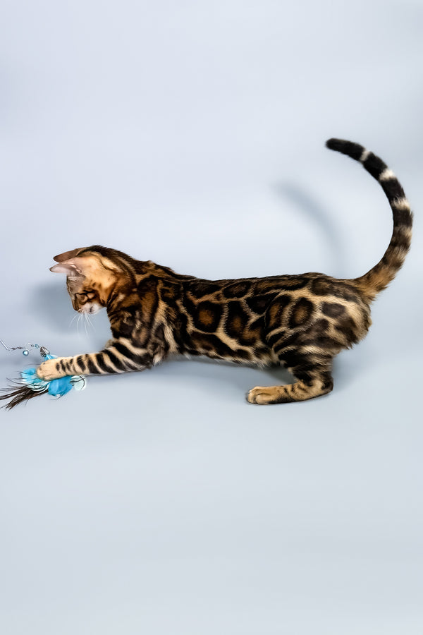 Floyd | Bengal Kitten