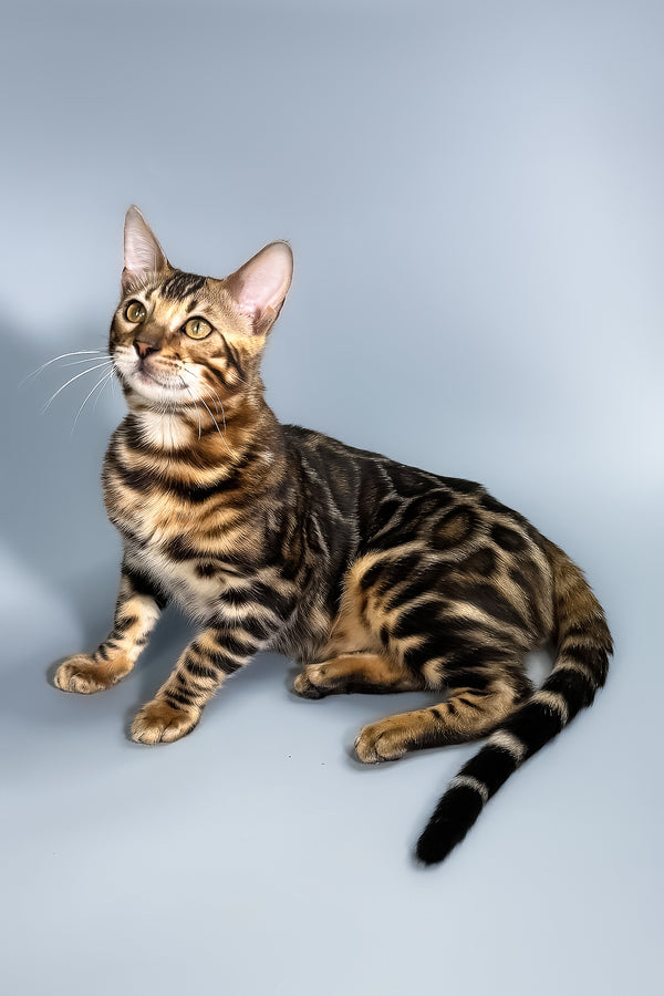 Floyd | Bengal Kitten