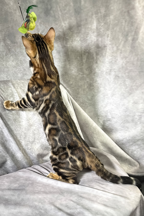 Floyd | Bengal Kitten