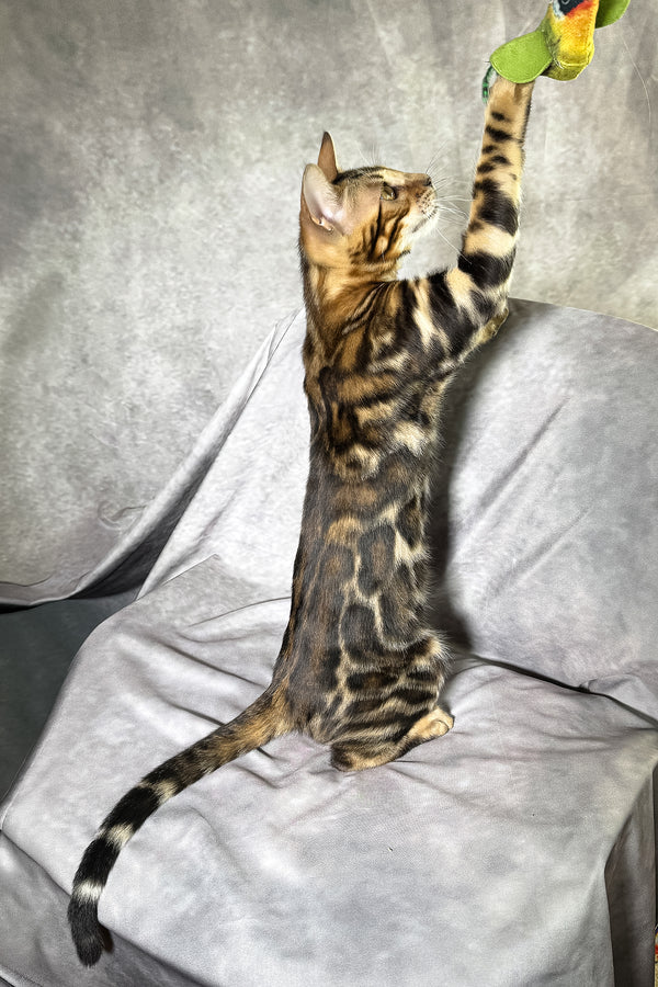 Floyd | Bengal Kitten