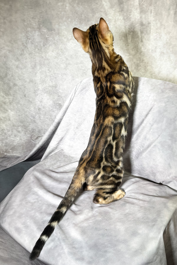 Floyd | Bengal Kitten