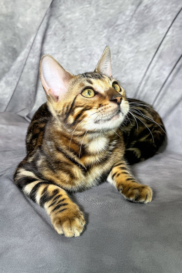 Floyd | Bengal Kitten