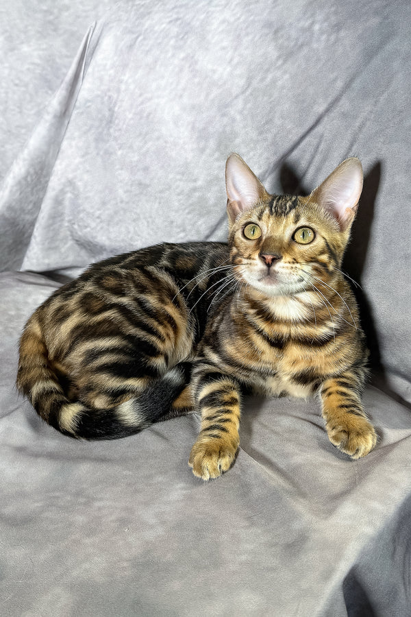 Floyd | Bengal Kitten
