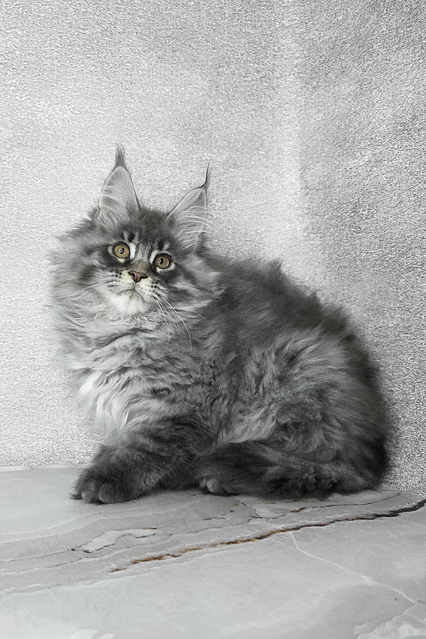 Fluffy | Maine Coon Kitten