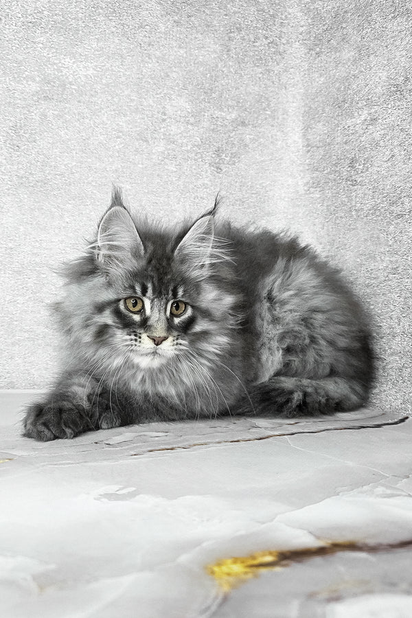 Fluffy | Maine Coon Kitten