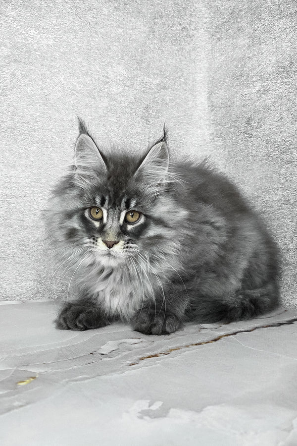 Fluffy | Maine Coon Kitten