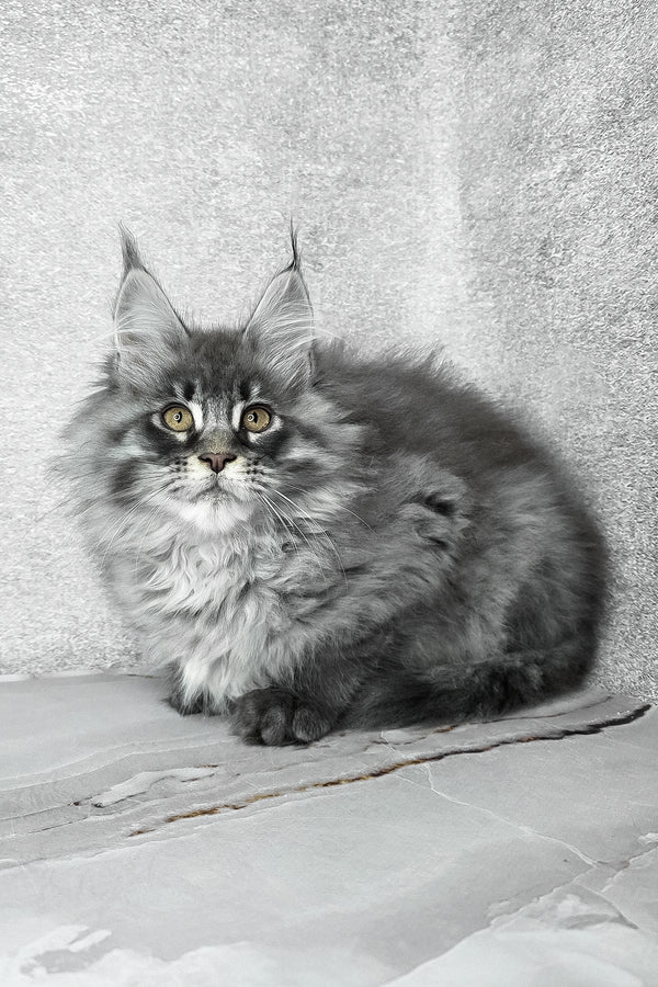 Fluffy | Maine Coon Kitten