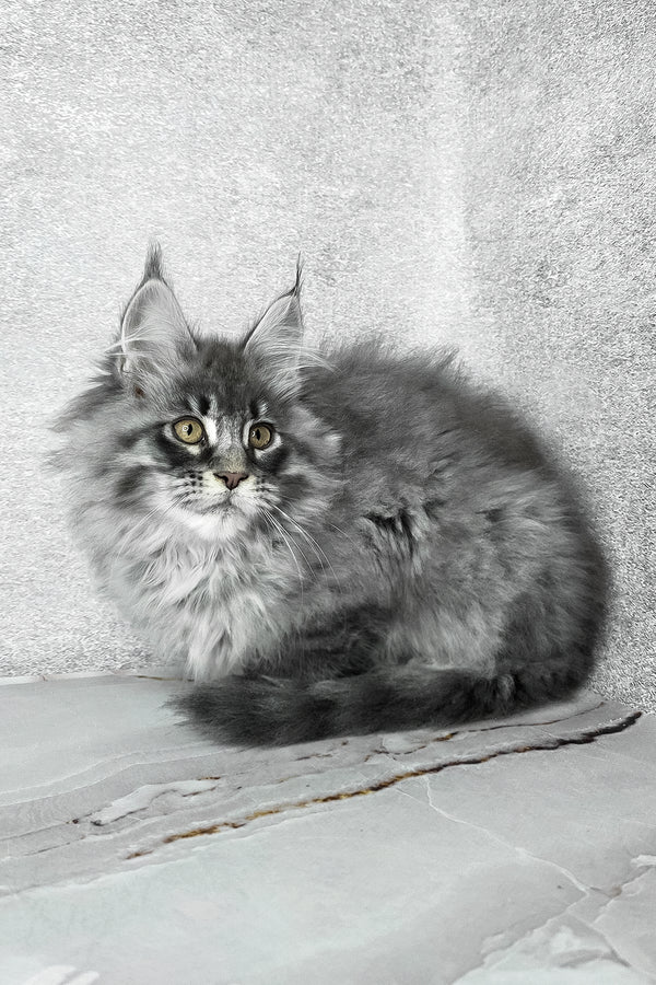 Fluffy | Maine Coon Kitten