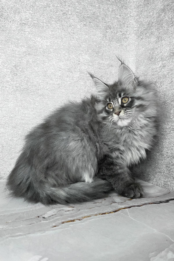Fluffy | Maine Coon Kitten