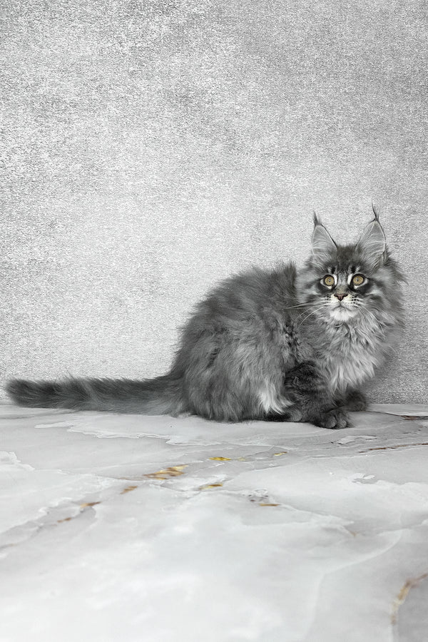 Fluffy | Maine Coon Kitten