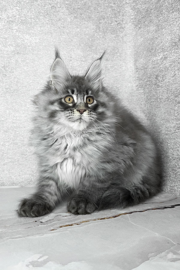 Fluffy | Maine Coon Kitten