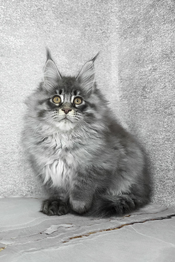 Fluffy | Maine Coon Kitten