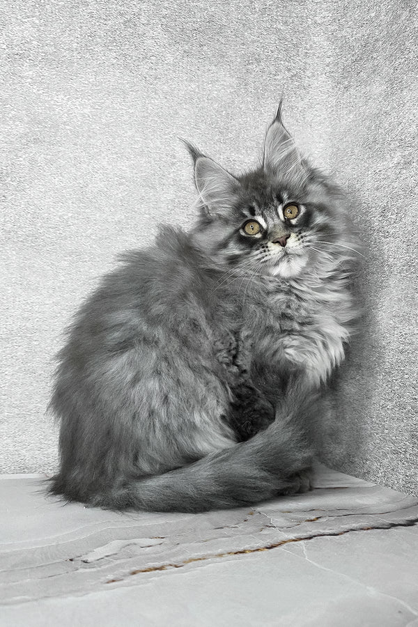 Fluffy | Maine Coon Kitten
