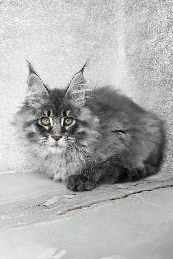 Fluffy | Maine Coon Kitten